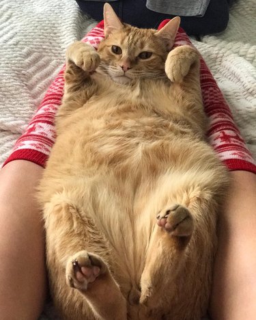 fat cat sleeping on woman's legs