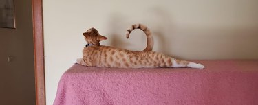 Cat is laying flat on a table with a pink tablecloth, and their tail is curled up like a handle.