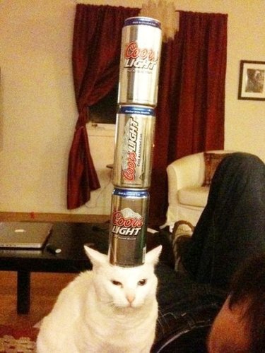 cat with beer cans stacked on head
