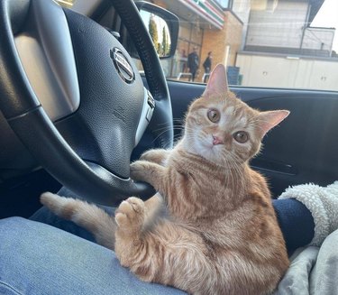Ginger cat "driving" an Uber.
