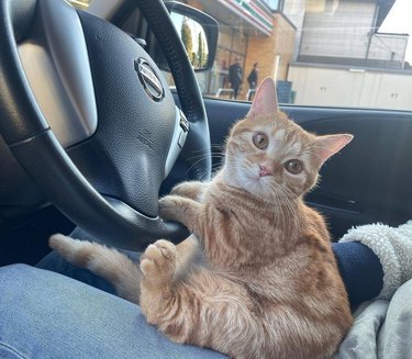 Can you uber 2024 with a cat