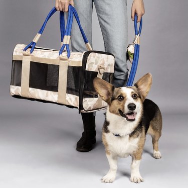Dog standing next to pet carrier