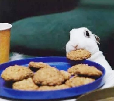 rabbit steals cookie