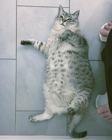 fat chonky cat sleeping on heated floor