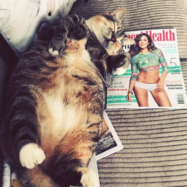 fat cat next to magazine
