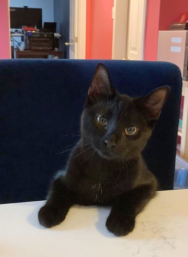 Black cat sitting in an upholstered chair at a table at home.