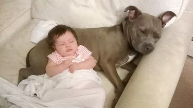 baby sleeping with pit bull