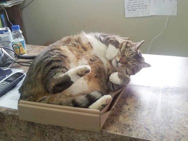 fat cat in box
