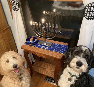Golden doodle and a sheepdog sitting by a menorah sitting on a table by a window.