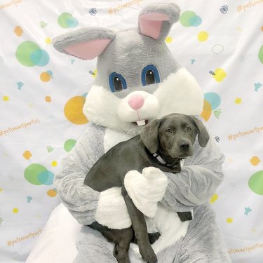 Dog doesn't like posing with Easter Bunny