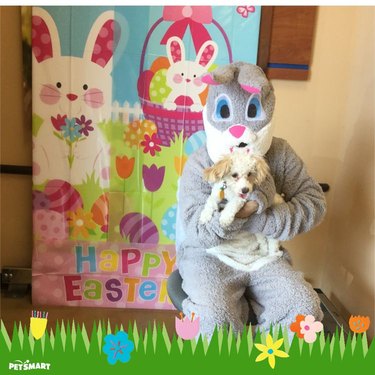 Dog doesn't like posing with Easter Bunny