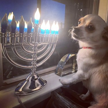 Chihuahua looking at the camera and standing next to an electrronic Hanukkah menorah in a window.
