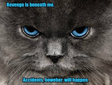 Angry looking cat with caption: "Revenge is beneath me. Accidents, howeber [sic], will happen."