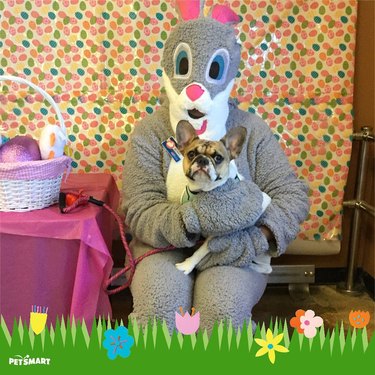 Dog doesn't like posing with Easter Bunny