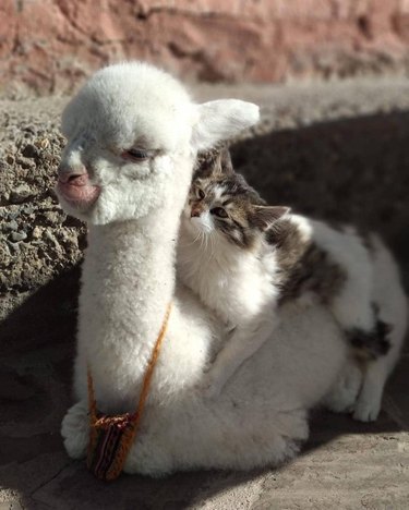cat sitting on baby alpaca