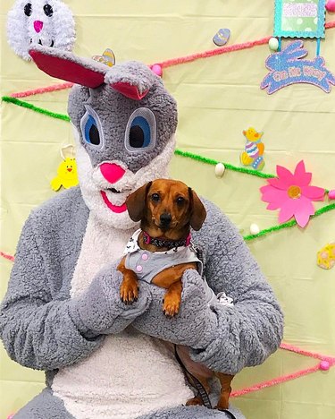 Dog doesn't like posing with Easter Bunny