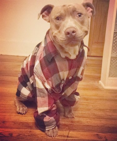 Dog in a flannel shirt