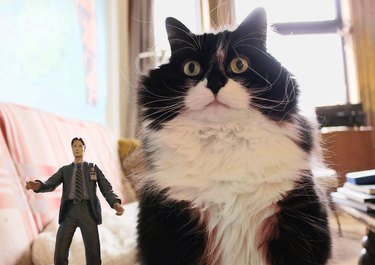 cat posing with Mulder from X-Files