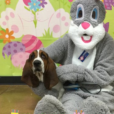 dog isn't wild about easter bunny