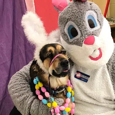 Dog doesn't like posing with Easter Bunny