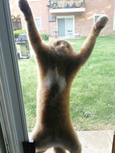 Cat clinging to screen door.
