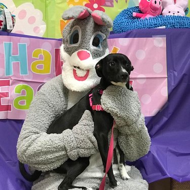 dog isn't wild about easter bunny