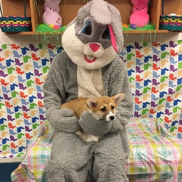 Dog doesn't like posing with Easter Bunny