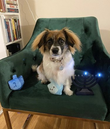 A sheltie mix sitting in a green accent chair with plush dreidl toys and a lit electric menorah.