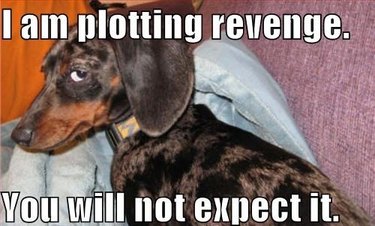 dog plotting revenge