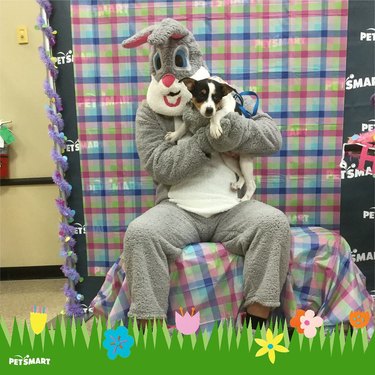 Dog doesn't like posing with Easter Bunny