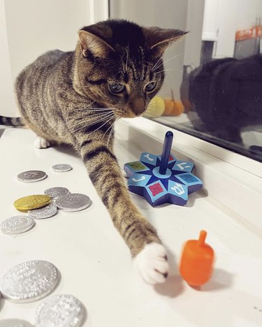 A tabby cat is playing with a spinning orange dreidel.