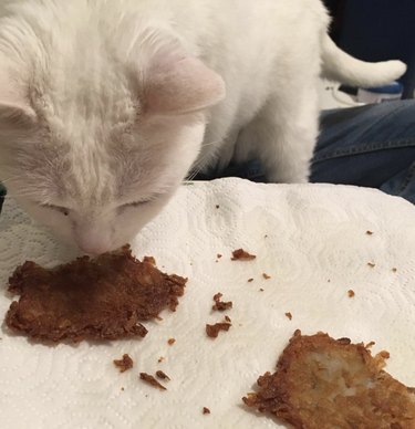 White cat sniffing a latke on a paper towel.