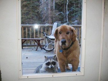 Dog and raccoon looking through glass.