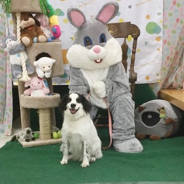 dog posing with Easter Bunny
