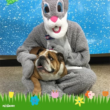 Dog doesn't like posing with Easter Bunny