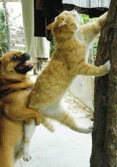 dog helping lift up cat