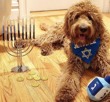 Dog with a plush dreidel toy laying beside a Hanukkah menoarh with gelt.