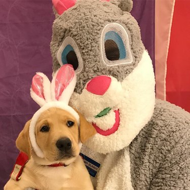 dog isn't wild about easter bunny