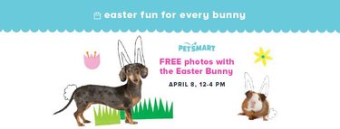 Petsmart Easter Bunny promotion
