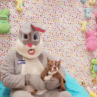 Dog doesn't like posing with Easter Bunny