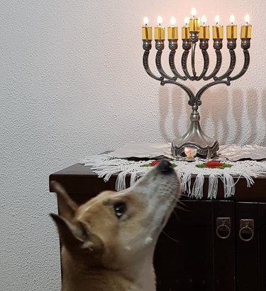 A dog looking up while sitting in front of a fully lit oil menorah.