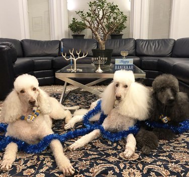 Two white poodles and a gray poodle with blue tinsel wrapped around them in front of a coffee table with menorahs.