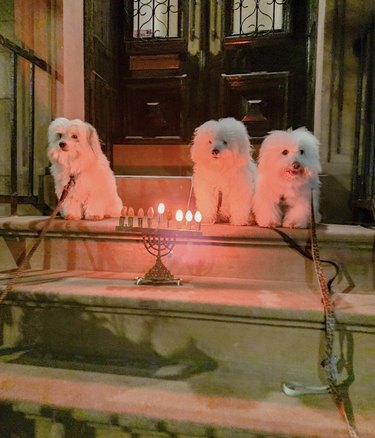 Three Coton de Tulears on a stoop with a Hanukkah monrah shining in front of them.