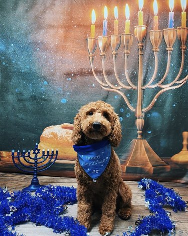 A poodle puppy with a Happy Hanukkah bandana sitting beside a menorrah and Hanukkah garland, and cloth menorah backdrop.