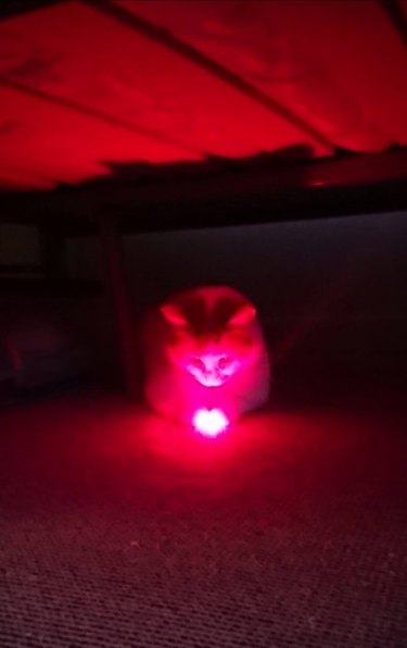 cat and shiny red light