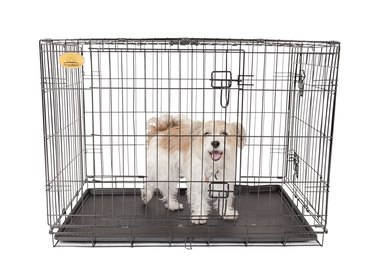 Dog in wire crate