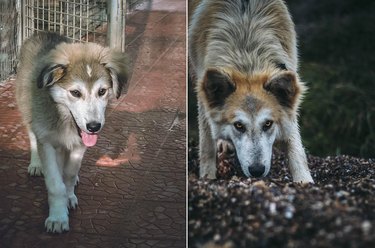 Side-by-side photos of dog as puppy and looking wolf-like as an adult