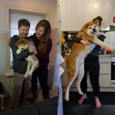 Side-by-side photos of dog being held awkwardly as puppy and adult