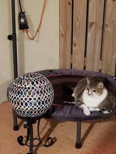 cat next to orb shaped light
