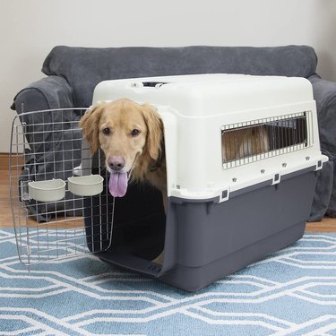 Dog standing in crate